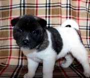  males and females Akita Puppy for Sale