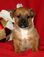 Jack Russel Mix Puppy for Sale