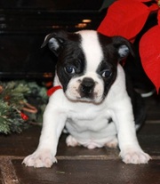 males and females Boston Terrier Puppies for Sale