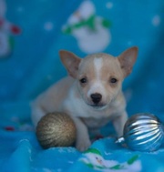 cute Toy Terrier Puppies for Sale