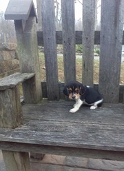 Beagle Puppy for sale to good homes this new year